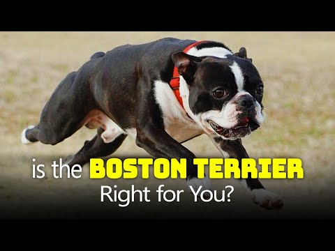 Is the Boston Terrier Right for You?