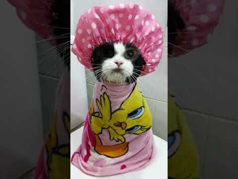 Shower cat