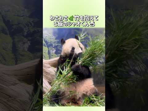 【わさわさ🌿竹を抱えてご飯のシャオくん🐼】〜上野動物園〜