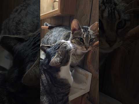 Sisterly Cats Grooming On Bathroom Sink 😽 #Shorts