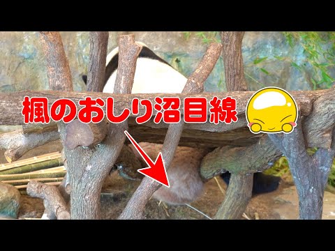 🐼楓ちゃんの魅力爆発！飼育員さんも思わずズームしたい沼目線👀💕