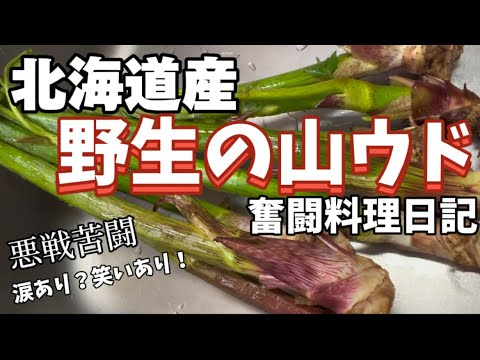 北海道の山菜料理『緑の山ウド』調理に初参戦！悪戦苦闘のウド料理 全4品完成