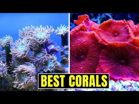 Unique Types of Corals You Should Know