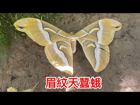 眉紋天蠶蛾 大型蛾類 蛇頭狀眼紋 色彩繽紛翅膀 Samia wangi ｜ Saturniidae ｜Moth