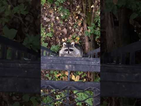 Raccoon climbs up treestand ladder with me in it! #raccoon #deerhunting #bowhunting #trashpanda