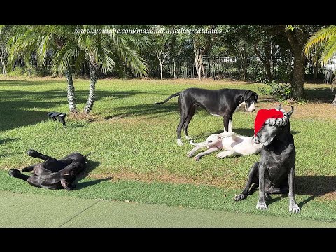 Funny Patient Senior Great Dane Poses Through Puppy Playtime Chaos During Santa Hat Photo Shoot