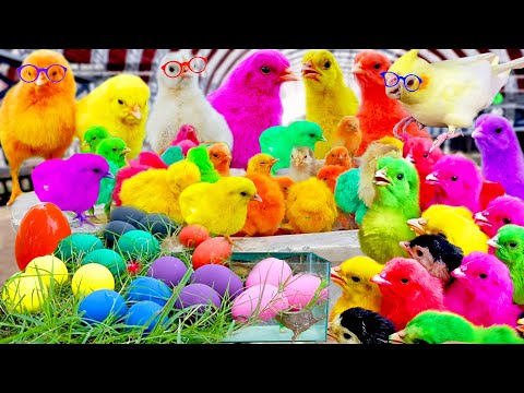 Color Eggs with Color Chicks, World of Chicks, Cute Chicks