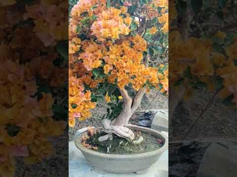 looks like fireworks bougainvillea bonsai #music #bonsai #bonsaitree