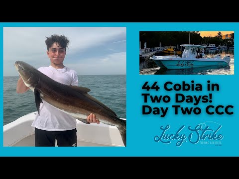 INSANE COBIA BITE 44 HOOKED IN TWO DAYS CATCH CLEAN COOK!!! DAY 2 FOOTAGE. SMOKED COBIA COLLAR