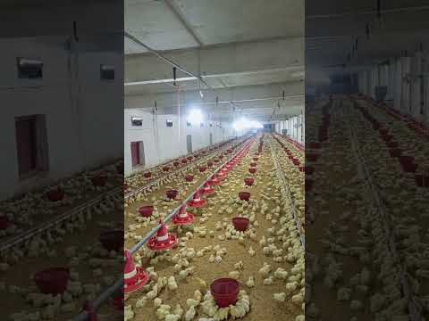 poultry farm #babyshorts #farming #birdslover #broilerchicks #chicken