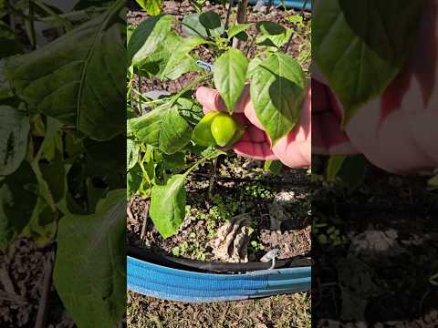 I Still Have Peppers Growing🤯, In December!! || DHBG