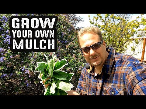 4 Easy To Grow Plants That Make Excellent Surface Mulch For Your Garden