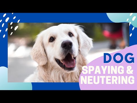 What to Know About Dog Spaying and Neutering