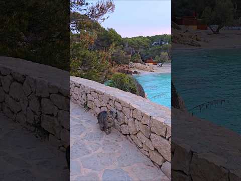 CALA GAT 🩵 CALA RATJADA 🩵 MALLORCA 🩵 🏝 #MAJORCA #MALLORCA #MALLORCALOVE #GATO 😻