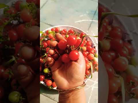 ఎంత కోచినా తరగని చిట్టి టమాటాలు/cherry tomatoes