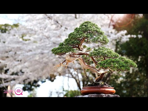 I made juniper under the cherry tree. [Bonsai Q]