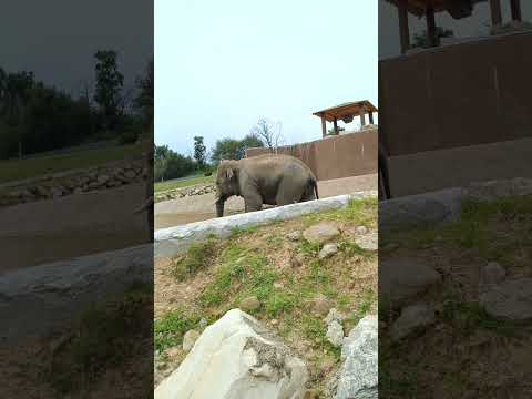 Big elephant 🐘 🐘#elephant #elephants #wildlife #animals