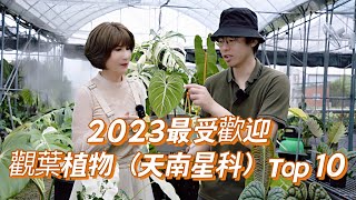 2023最受歡迎觀葉植物(天南星科）Top 10［翡歐娜視記］ep.113#天南星科價格