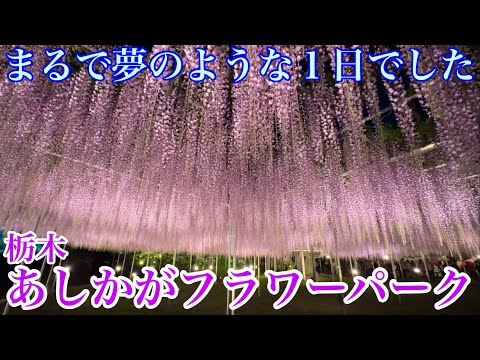 【栃木観光】昼も夕暮れ時も夜のライトアップも感動の連続！ あしかがフラワーパークの大藤まつりを堪能　ASHIKAGA Flower Park