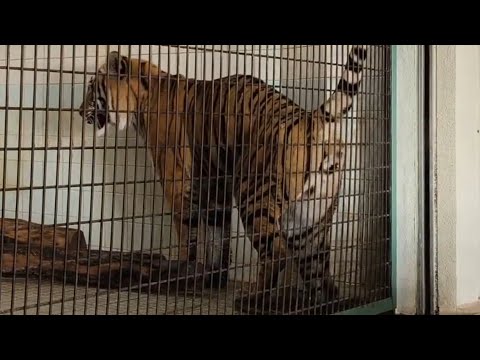 衝撃！閲覧注意！トラのオウガが来園者にマーキング！？ 愛媛県立とべ動物園