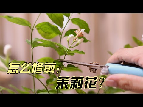 茉莉花怎么修剪？园艺师教你，轻松学会修剪茉莉花