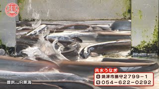 共水うなぎ #030【しず推し！】