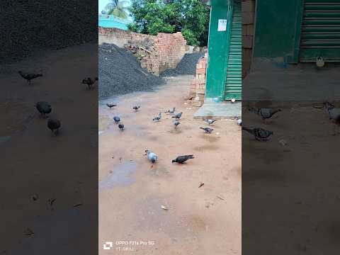 Ranaghat gram kabutar🕊️ #kabootar #foryoupigeons#youtubeshorts#kabutar #kabutarbazi#flypigeon #short