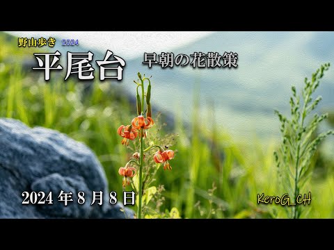 【平尾台－早朝の花散策－】野山歩き2024