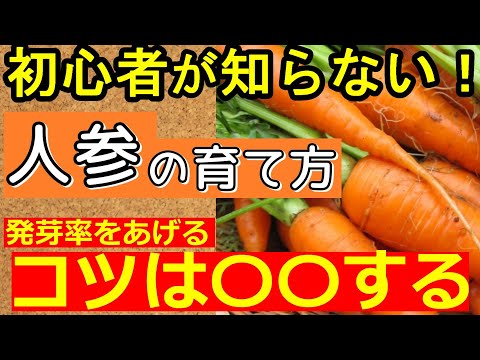 【失敗しない！】初心者でも畑で人参の発芽を簡単にする方法