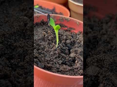 Removing seed case #seeds #garden #seedcase