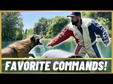 MY MALINOIS' 5 FAVORITE COMMANDS!