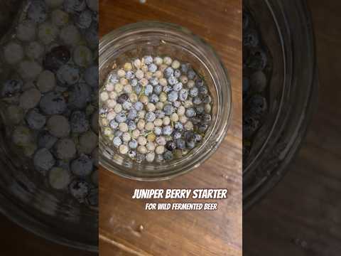 Today on the Homestead: Starting Our Wild Yeast Fermentation with Foraged Juniper Berries #shorts