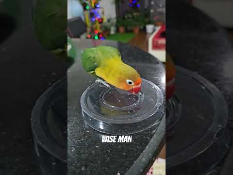 Itna Massom Parrot 🦜 Dabby Pyali #bird #parrot #pet #cute