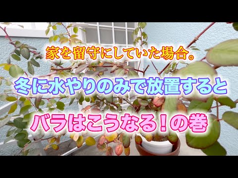 【留守でした】冬に手入れをせずに放っておくと、バラはこうなります。一ヶ月間水やりのみの場合。