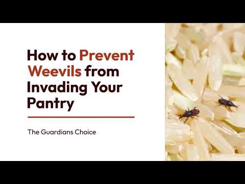 How to Get Rid of Weevils in Your Home, Pantry, and Cupboards | The Guardian's Choice