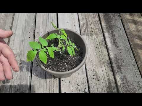 a trick to increase your tomato plant yields