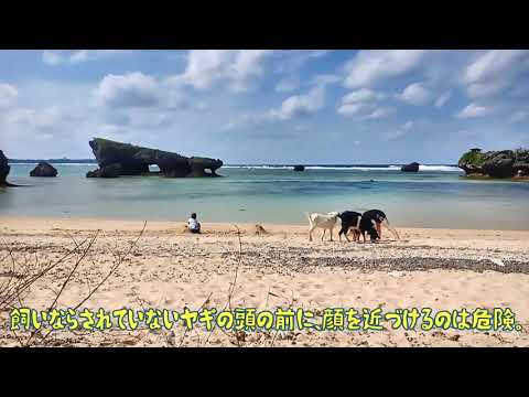 沖縄の生活 ビーチでヤギと犬と散歩