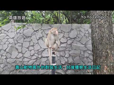 高雄動物園外的群居獼猴生活日記