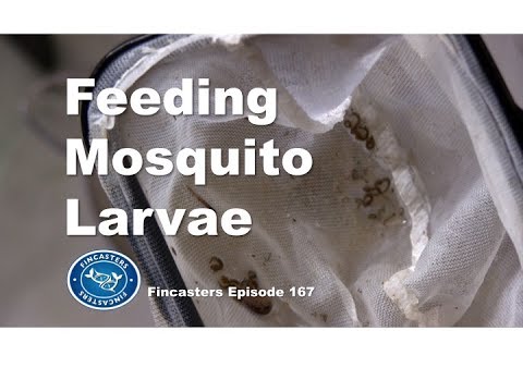 Feeding Mosquito Larvae to Fish  Fincasters Episode 167