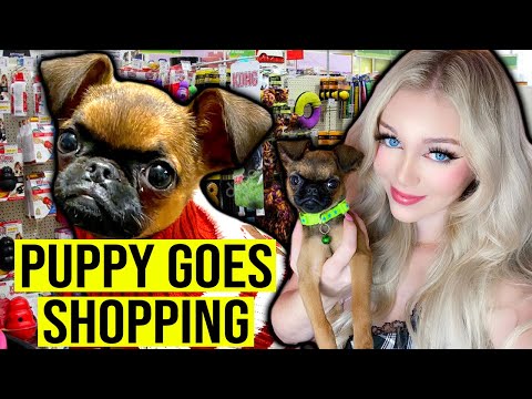 My New Puppy Goes Shopping for the FIRST TIME EVER! | Lyssy Noel Vlogs