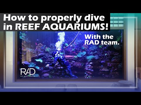 THE BASICS OF DIVING AND HOW TO PROFESSIONALLY DIVE IN LARGE-SCALE AQUARIUMS - BY THE RAD TEAM