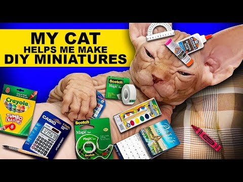 MY CAT HELPS ME MAKE VIDEOS COLLECTION REALISTIC HACKS AND CRAFTS FOR BARBIE