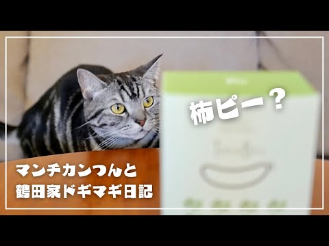 愛猫も限定モノの柿ピーは気になるようですw / タネビッツ【猫とおうちごはん】