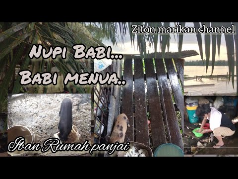 Nupi Babi.. pengawa iban rumah panjai.