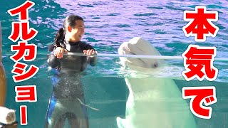 【イルカショー】水族館のショーイベントを完成させることはできるか！？【帰ってきた】