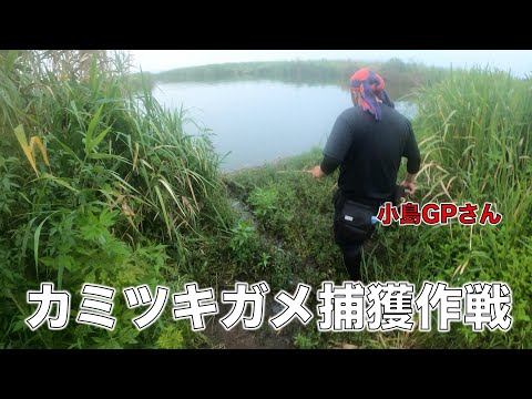 【第一回】カミツキガメ捕獲大作戦 in 印旛沼！ with 小島GPさん