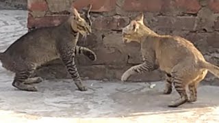 Cat Fighting दो बिल्लियों की लड़ाई