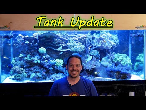 Reef Tank Update 5-11-19