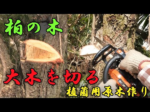 【カシワ】柏の大木を切り落とす