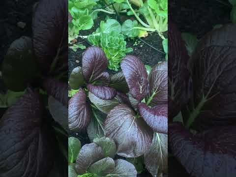 Backyard Vegetable Garden 🌱 #shorts #vegetablegarden #growingvegetables #gardening #backyardgarden